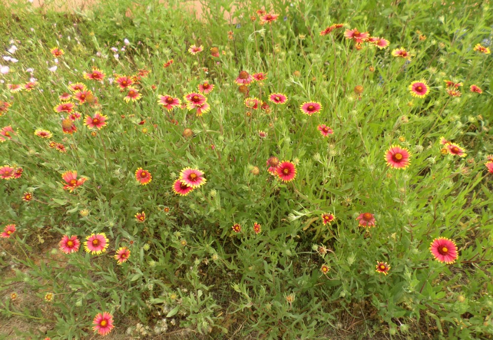 beach_blanket_flower5